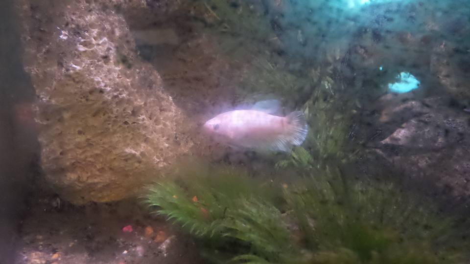 Scarlets betta fish | Kalamazoo MI