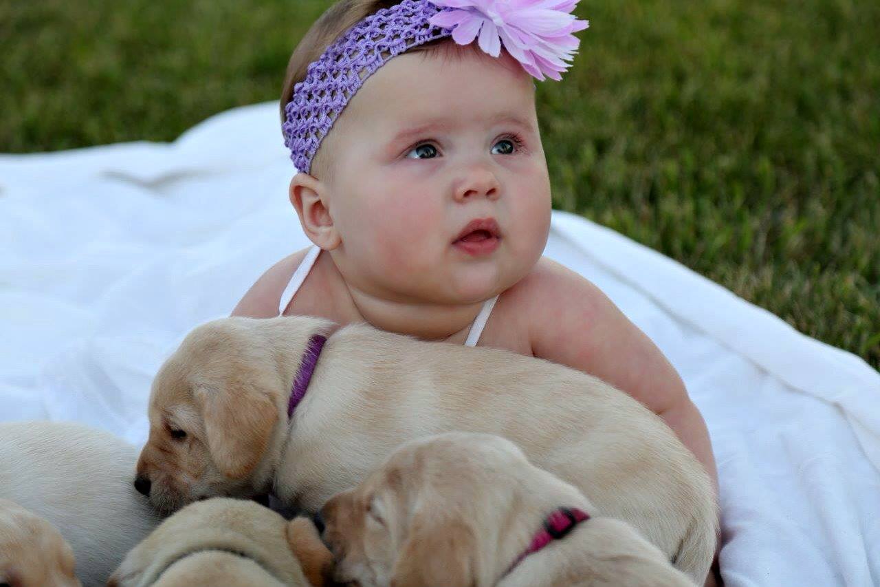 Starkson's Yellow Labs