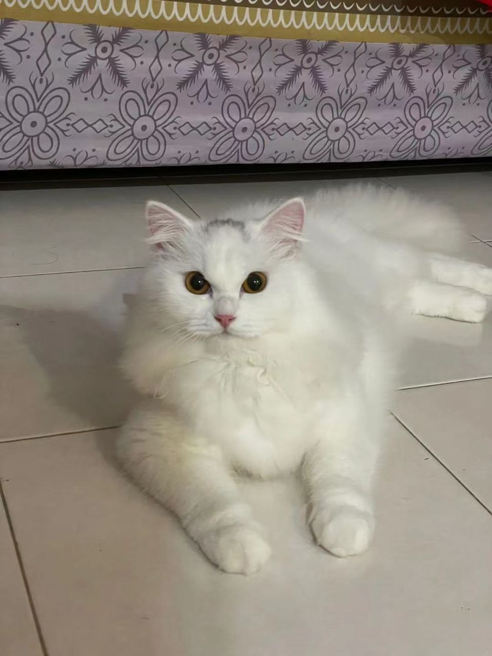 Miau Miau Pet Shop Temerloh Posts Facebook