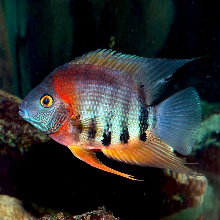 Fish With Style
