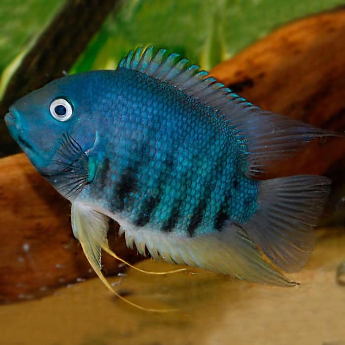 Fish With Style