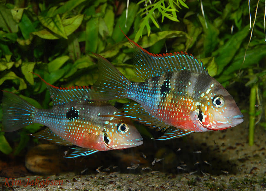 Fish With Style