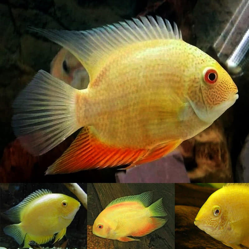 Fish With Style