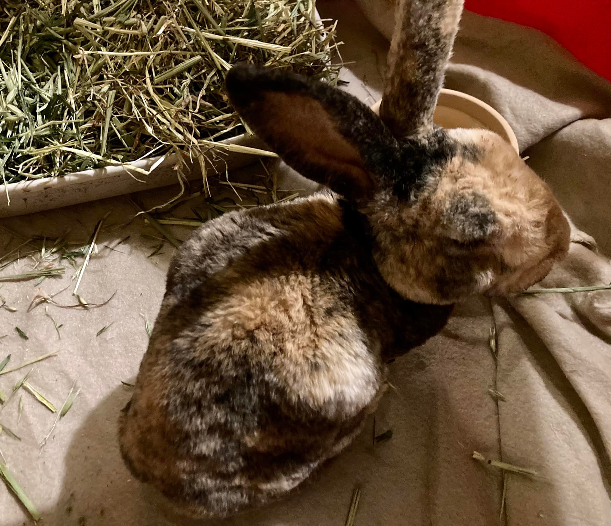 As you know, hank had his... - Shrewsbury Rabbit Rescue | Facebook