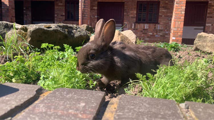 As you know, hank had his... - Shrewsbury Rabbit Rescue | Facebook