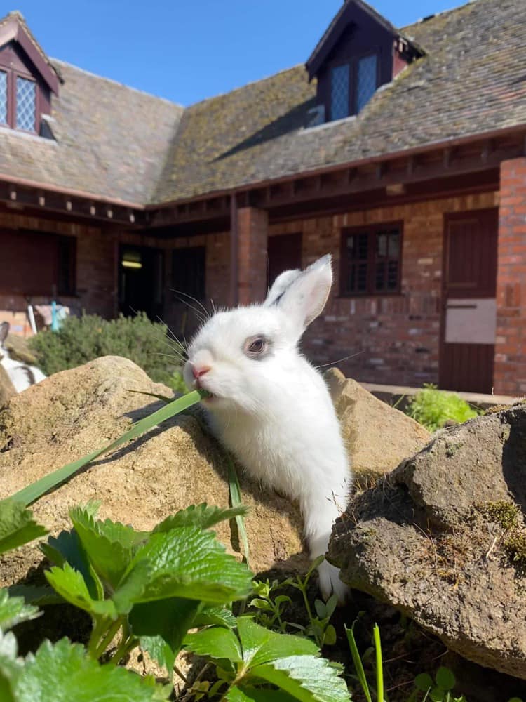 As you know, hank had his... - Shrewsbury Rabbit Rescue | Facebook