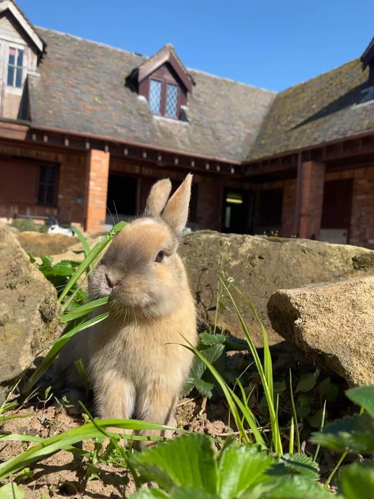 As you know, hank had his... - Shrewsbury Rabbit Rescue | Facebook