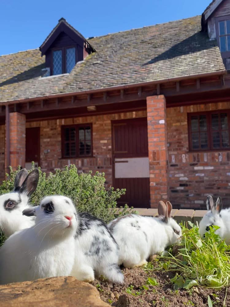 As you know, hank had his... - Shrewsbury Rabbit Rescue | Facebook
