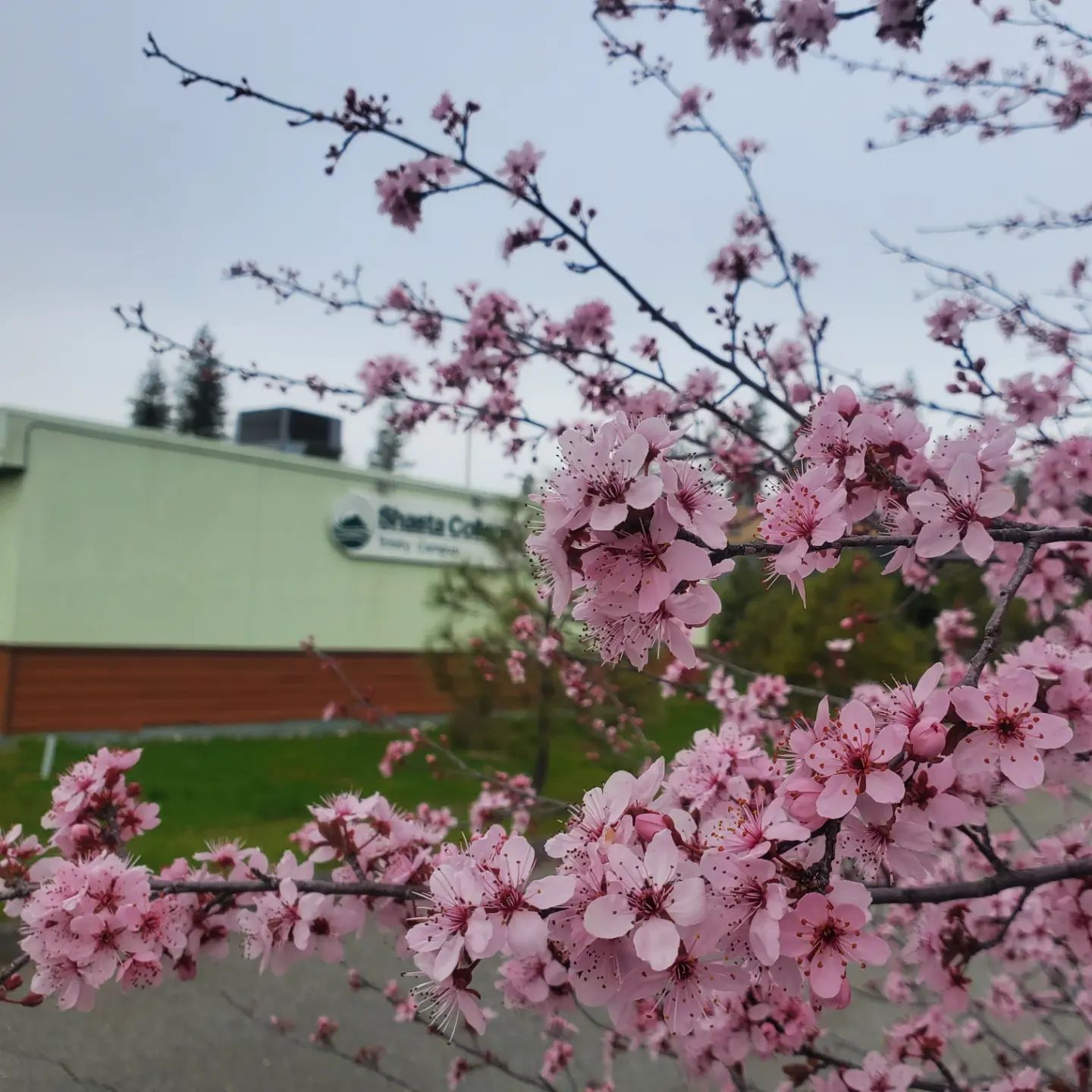 Shasta College Trinity Campus | Weaverville CA