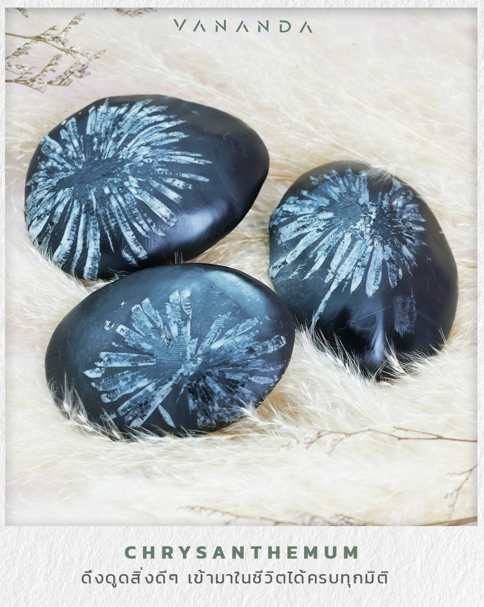 Vananda - Chrysanthemum “แค่มีไว้อะไรๆ ก็ดีไปหมด” ... | Facebook