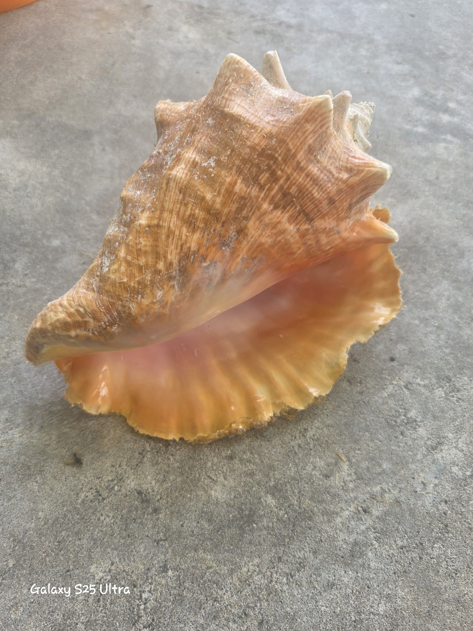 shell found on coco cay bahamas