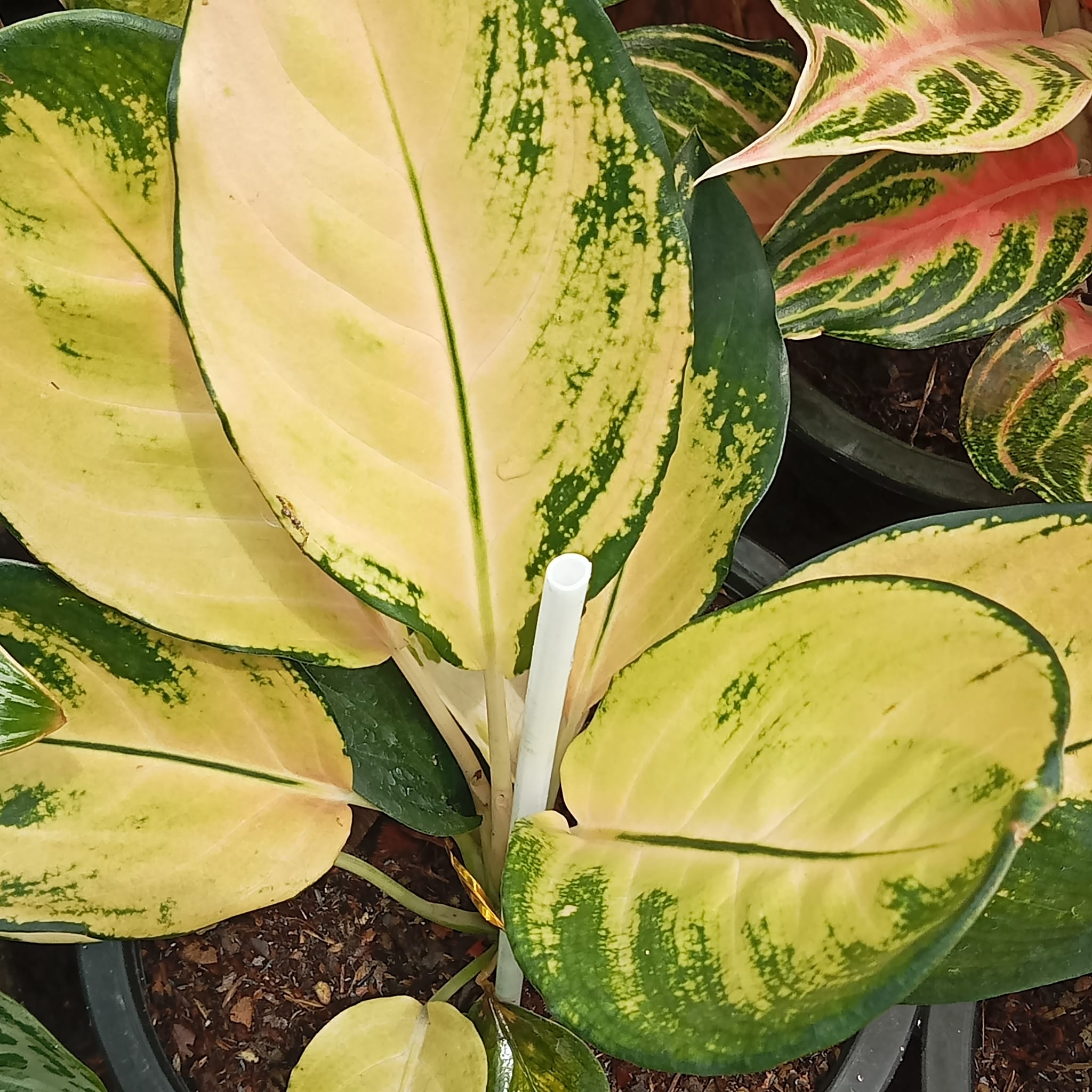 Aglaonema Cochin Original Variegated Aglaonema Peach Cochin