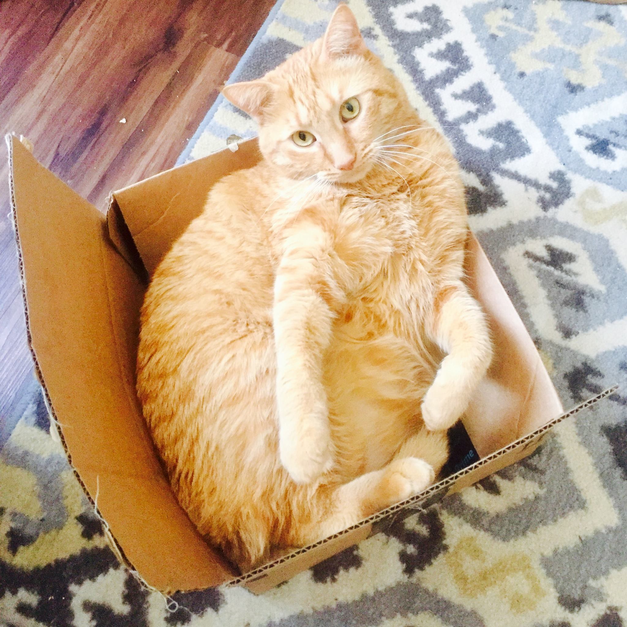 Sir Mortimer