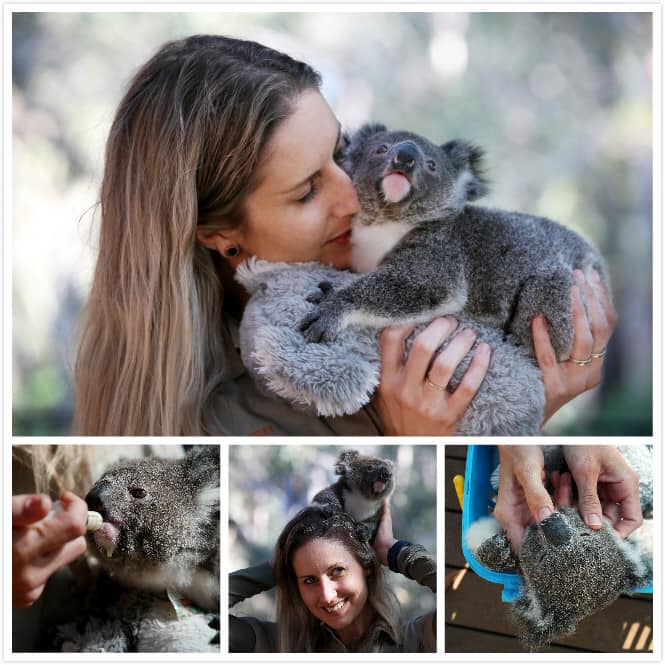 Shanghaieye Australian Woman Hayley Is Holding A Baby Koala Ember Because Ember S Mother Is Sick Hayley Who Has 18 Years Of Experience In Caring For Koalas Will Take Care Of Ember