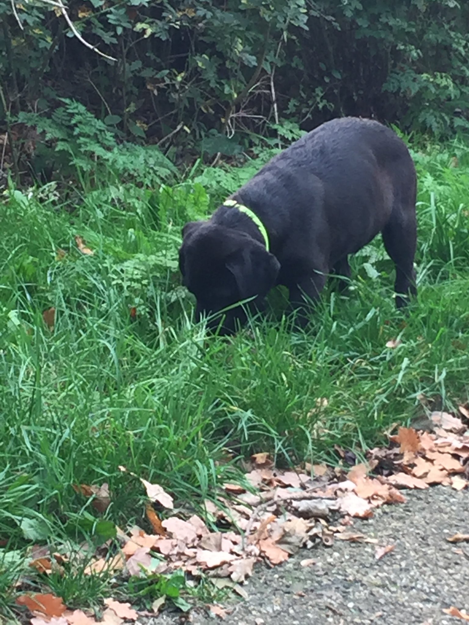 Dogs - Hoe herken je overprikkeling bij je pup? Is je pup druk en gaat ...