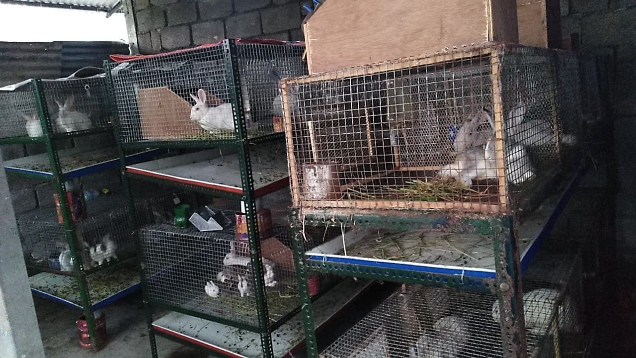 K&K Rabbit farm and research center. | Lumbini