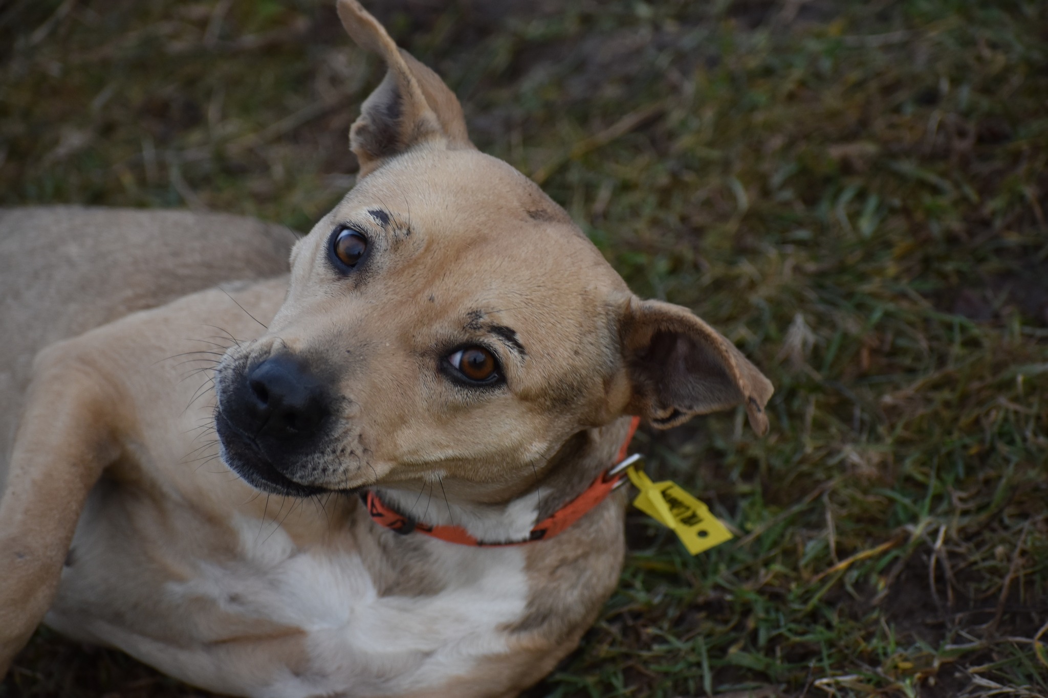 Meet Liberty! This sweet girl... - It's Ruff Without a Roof | Facebook