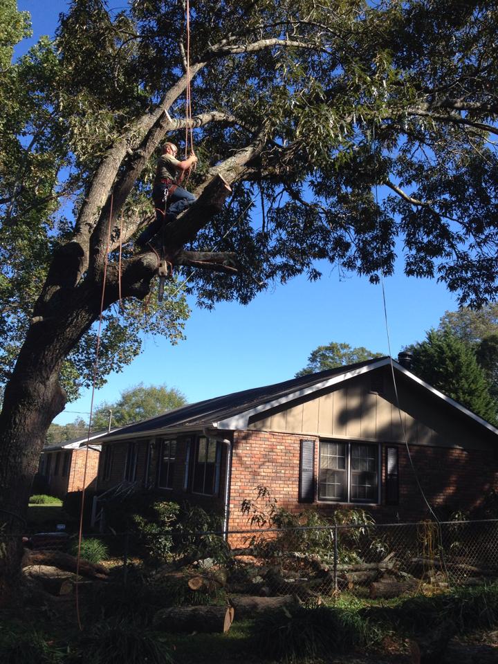 Superior Tree Solutions | Griffin GA