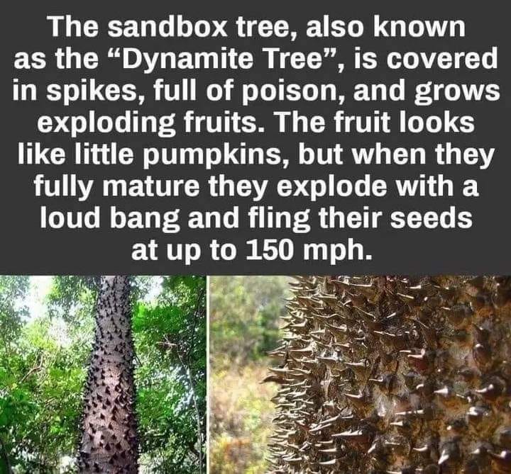 Sandbox tree😮😮 Hura crepitans, the sandbox tree, also known as