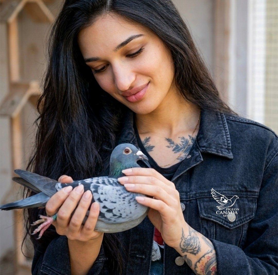 🏆 European Racing Pigeon Loft Design Ideas | Stunning Exterior ...