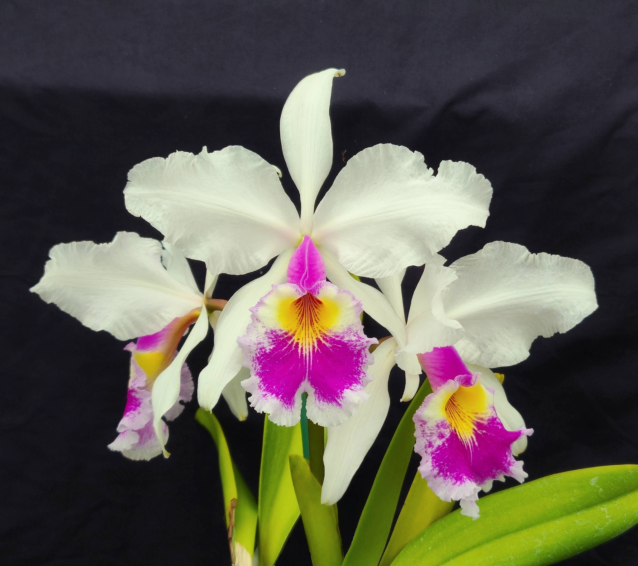 Cattleya warscewiczii semi-alba 'Nacarada' orchid characteristics