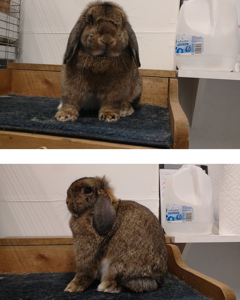 Holly's Hollands Rabbitry | Everett WA