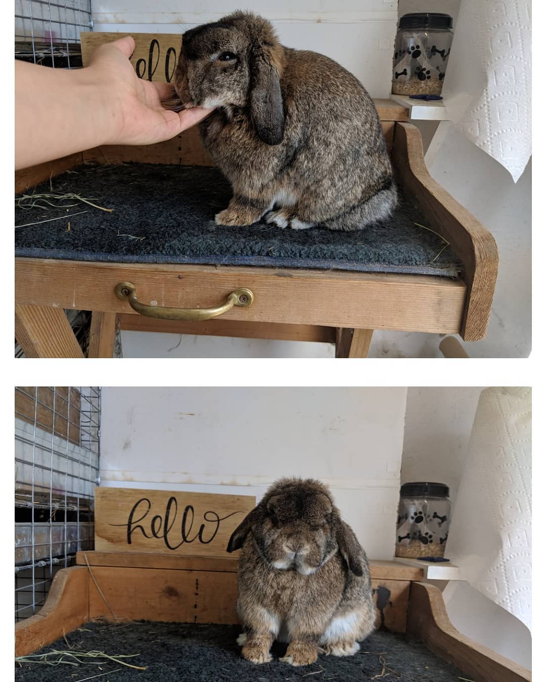 Holly's Hollands Rabbitry | Everett WA