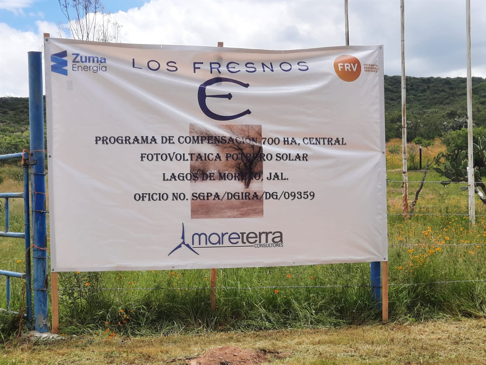 Rancho Los Fresnos - Pelícano Blanco Americano (Pelecanus ...