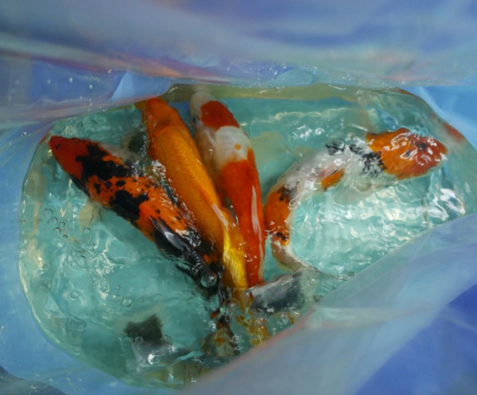 Shipment send koi fish and freshwater aquarium fish export to Maldives ...