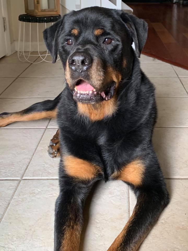 Rottie Ranch