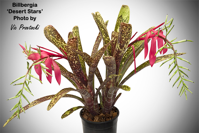 Billbergia 'Obi-Wan' bromeliad details