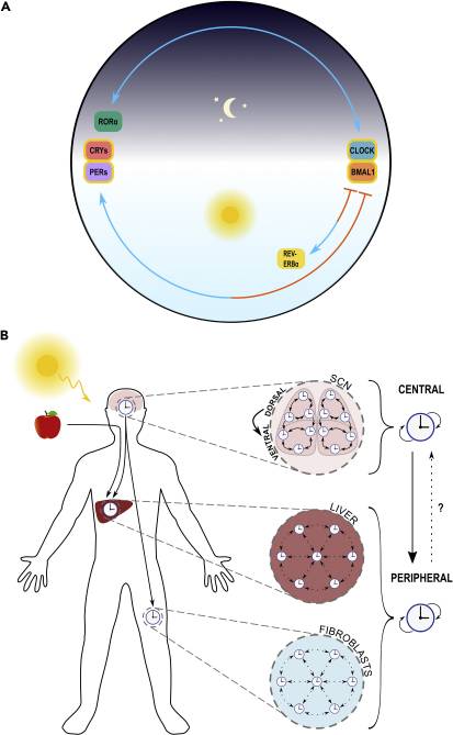 Nutriab - The circadian clock in mammals (A) Simplified...