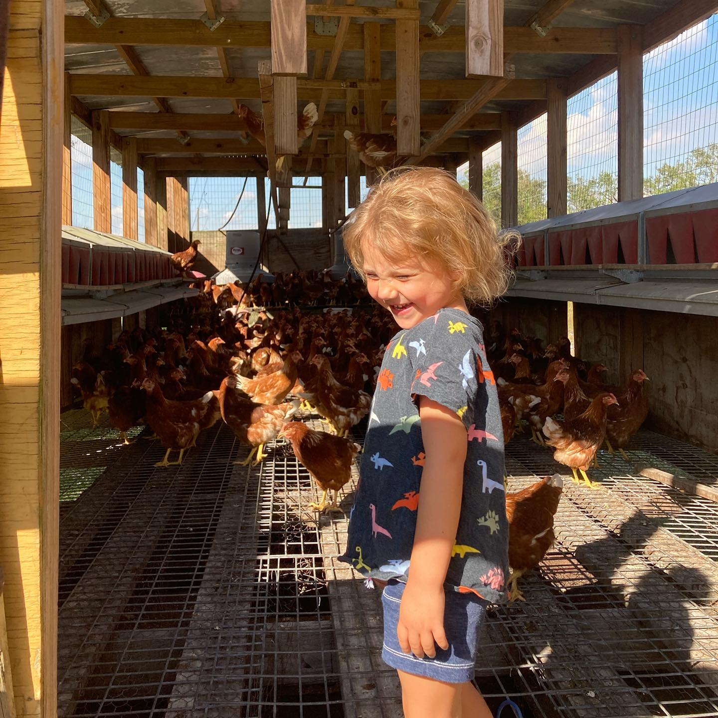 Here is Sunniva, with our replacement... - Grove Ladder Farm