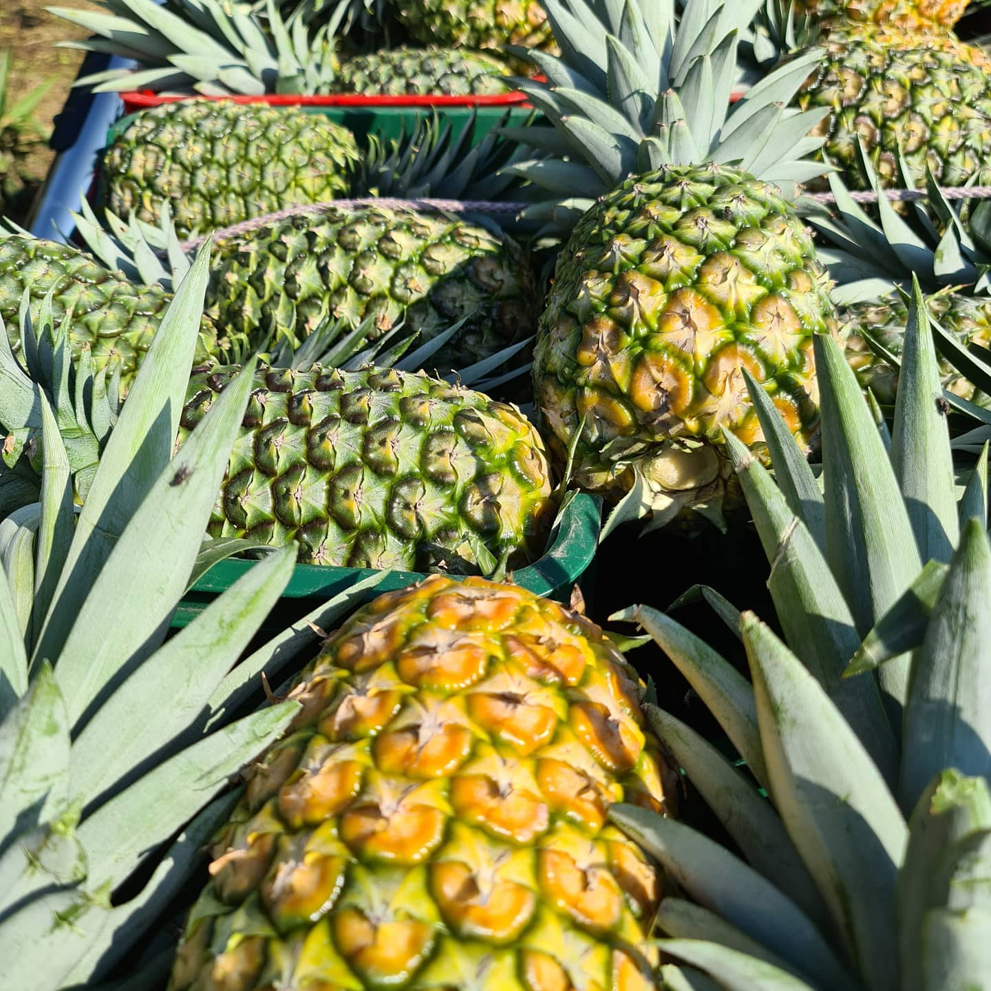 Piña express