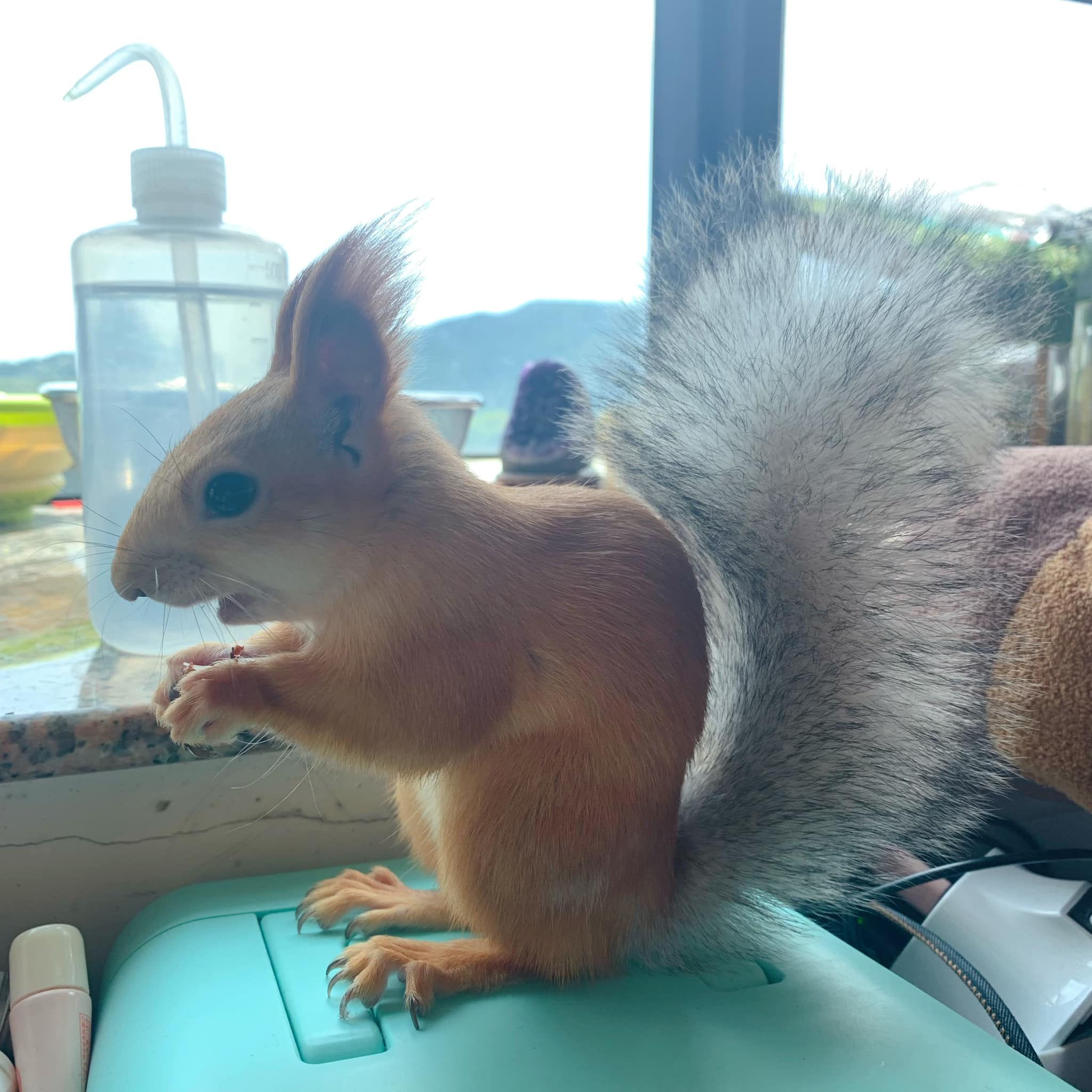 花栗少年少女 - Happy Saturday ️ #松露妹 #mygirls #babies #squirrel #risu #雪地露寶 ...