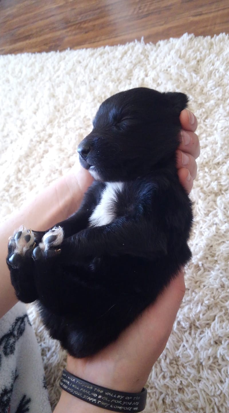 Iron Side Ranch Australian Shepherds - An absolutely beautiful Delta ...