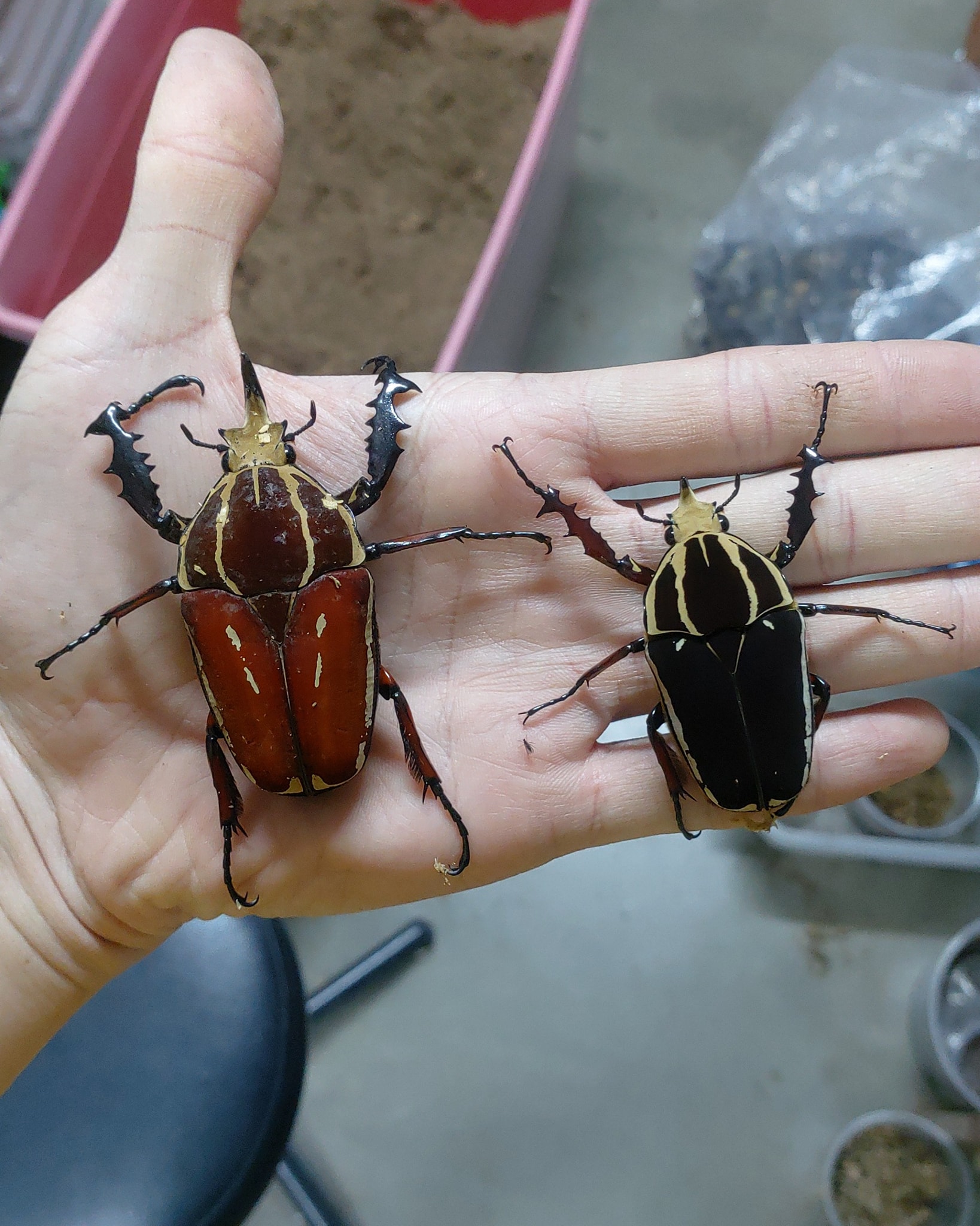 Royal Beetle - Differents sizes of Mecynorrhina torquata ugandensis ...