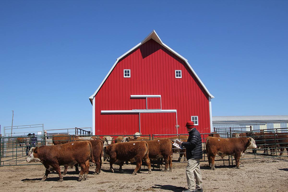 Another great sale at Stuber Ranch this... - Hereford America | Facebook