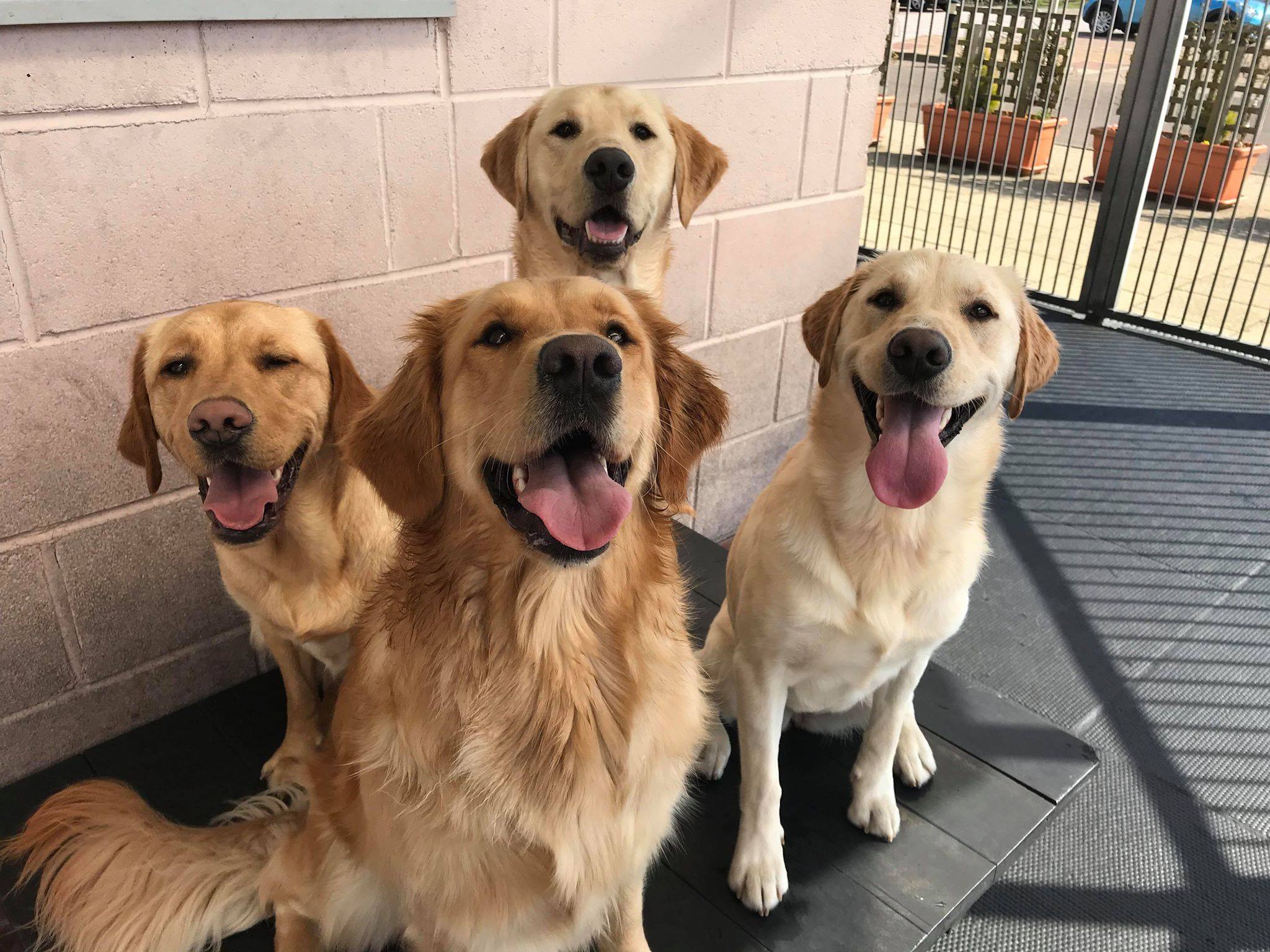 TFI Friday - Thank Forfar it's... - Guide Dogs Scotland