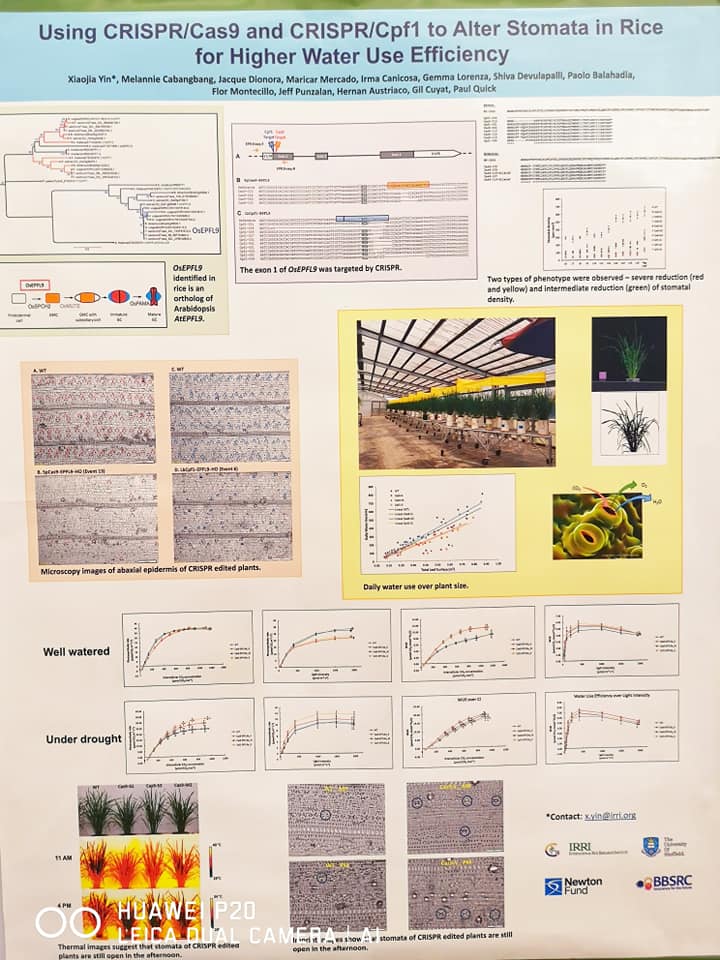 📌 Teknik CRISPR / Cas9 dan CRISPR/Cpf1... - Rice Smart Wheel | Facebook