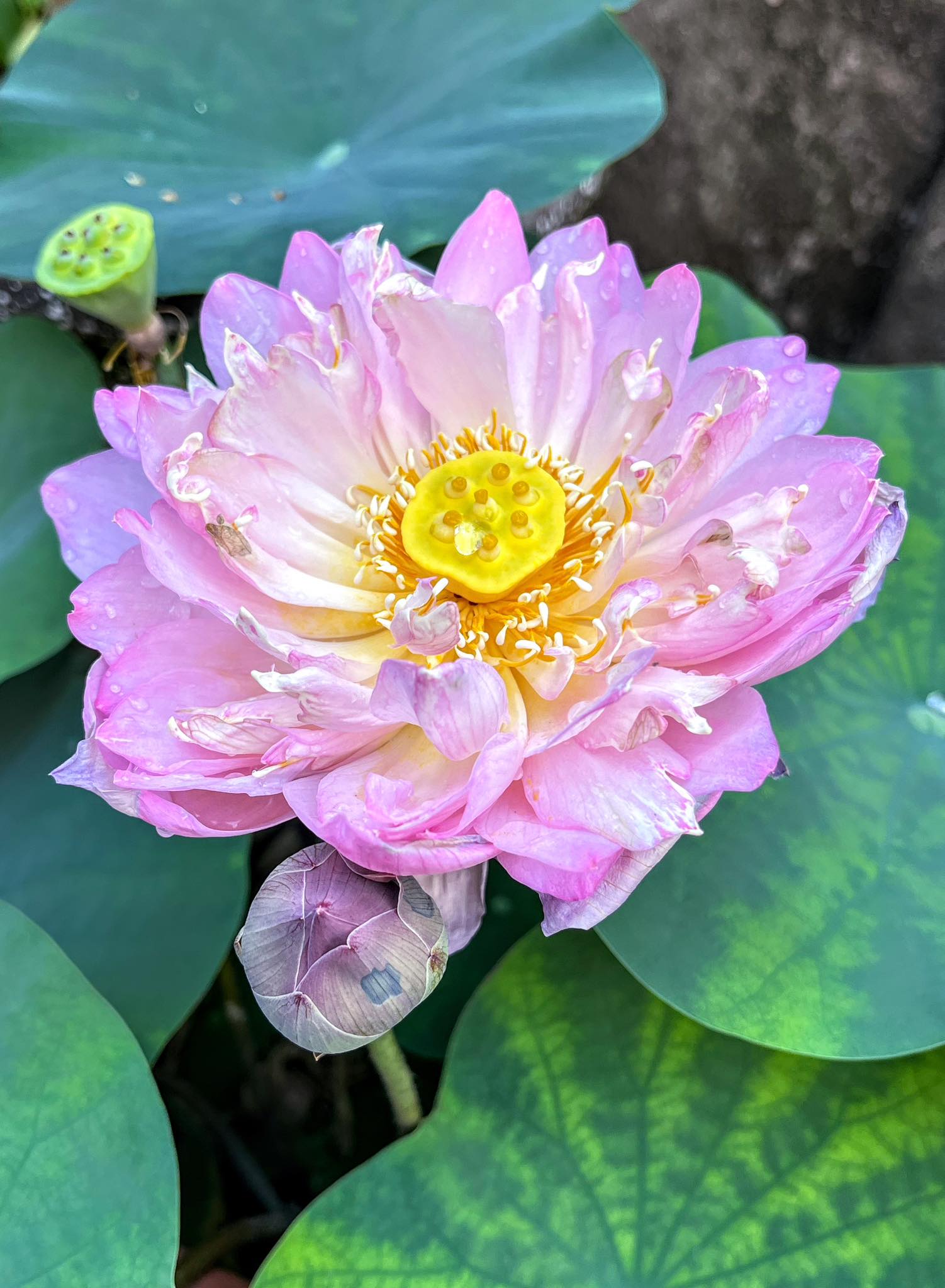 花鳥圖！