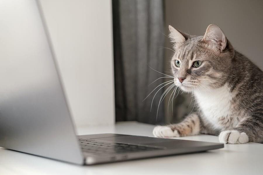 Catcon Worldwide 首页 Facebook