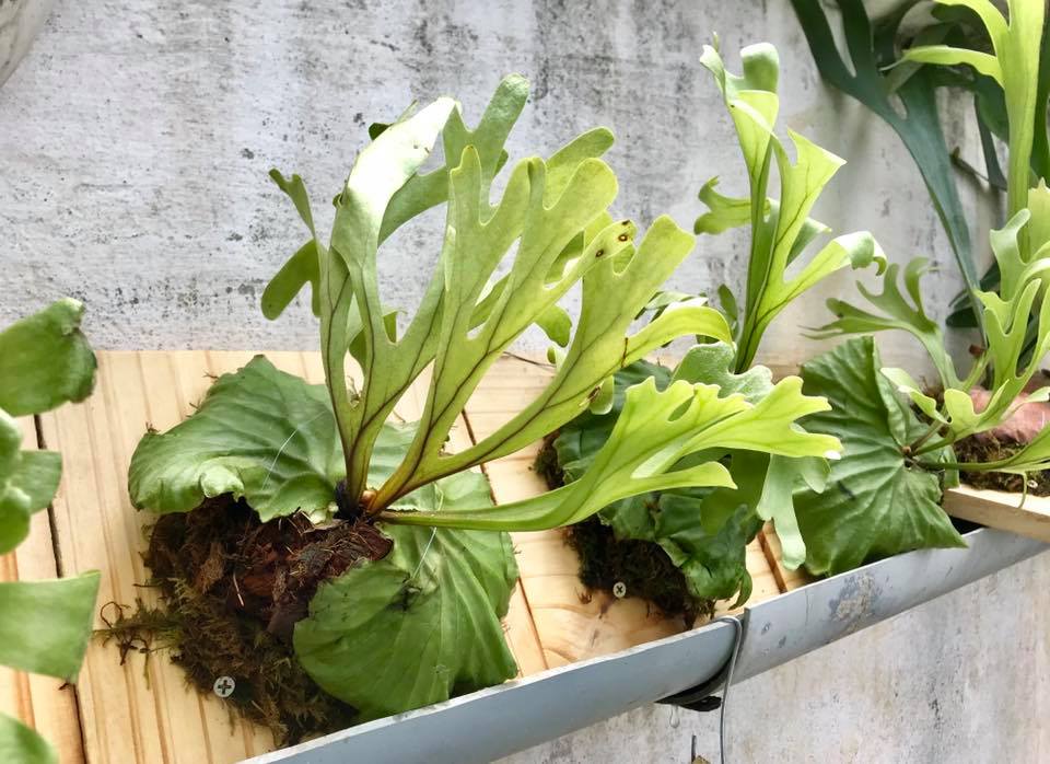 Chuyên... - Chuyên cây ổ rồng Saigon - Saigon Staghorn Fern