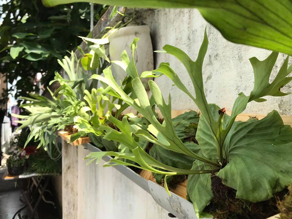 Chuyên cây ổ rồng Saigon - Saigon Staghorn Fern | Ho Chi Minh City