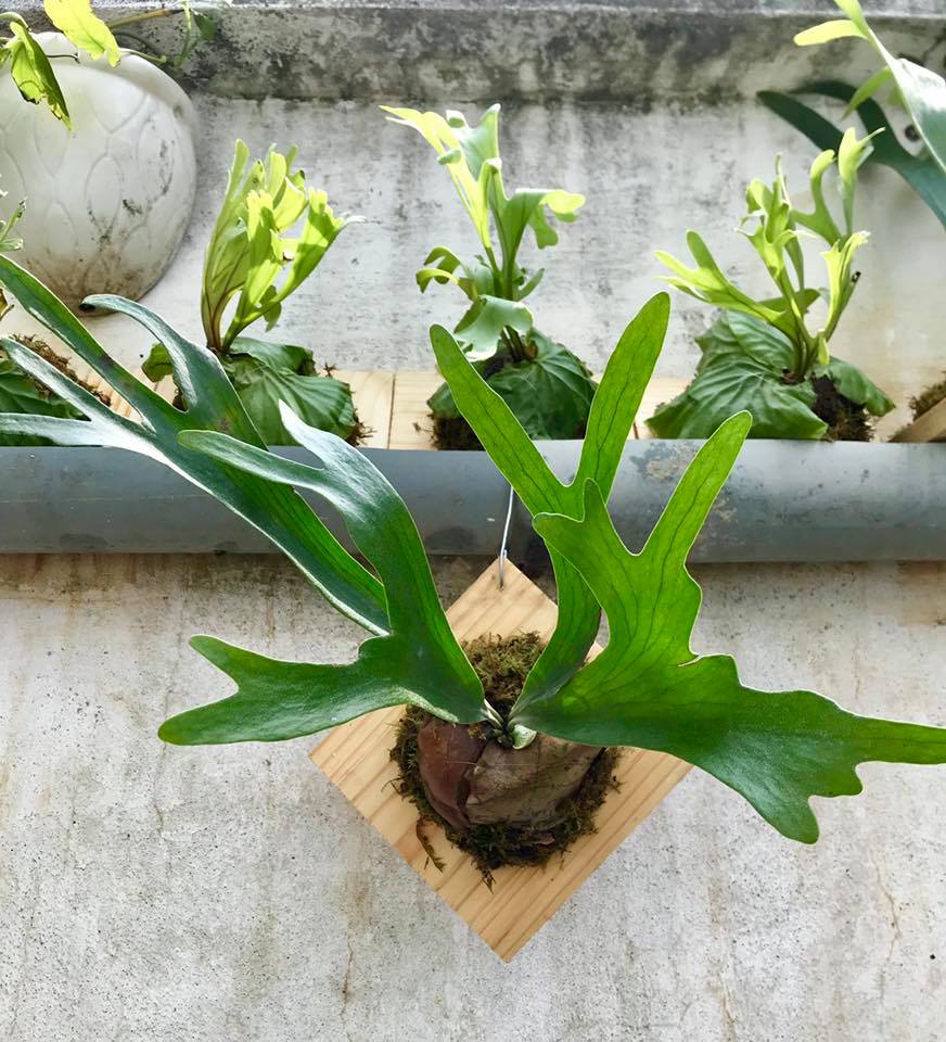 Chuyên cây ổ rồng Saigon - Saigon Staghorn Fern | Ho Chi Minh City