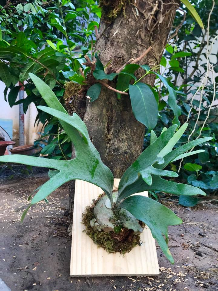 Chuyên cây ổ rồng Saigon - Saigon Staghorn Fern | Ho Chi Minh City