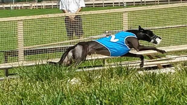 Graham Racing Kennel