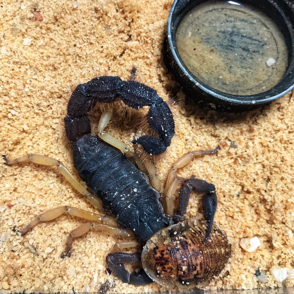 parabuthus villosus “black”, “typical” and “oranje” morph🔥