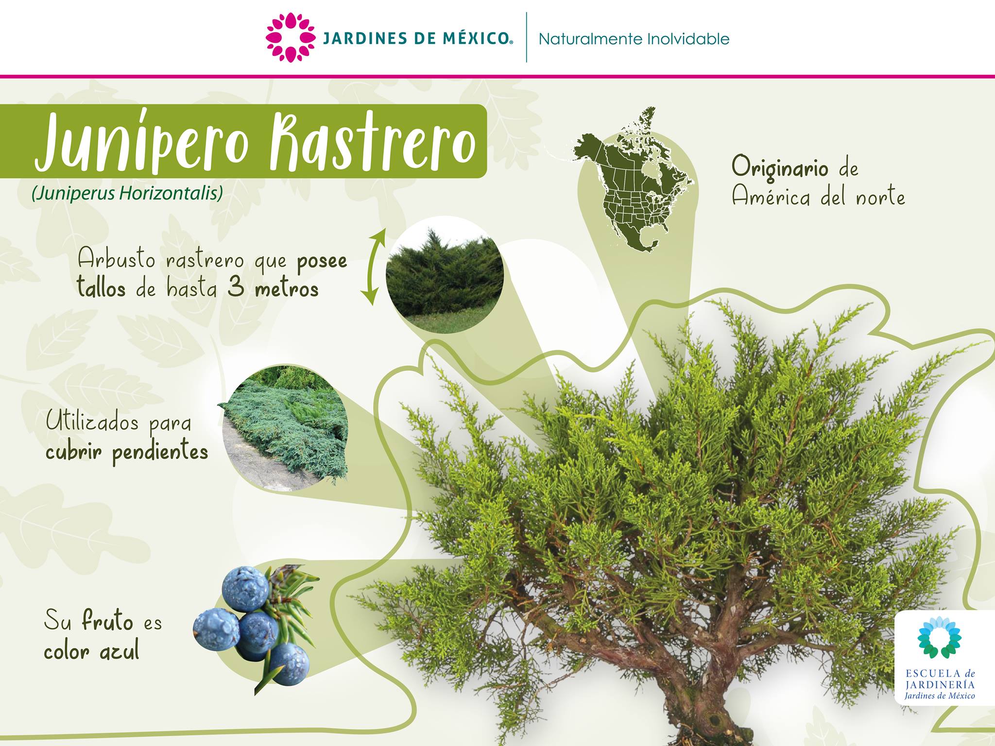 El #JuniperoRastrero, como se le... - Jardines de México