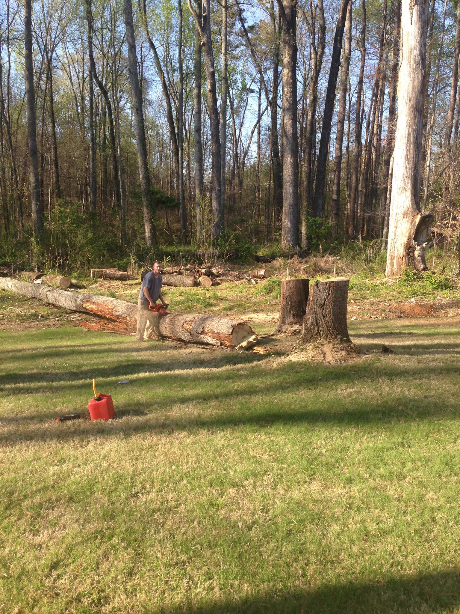 Trees 